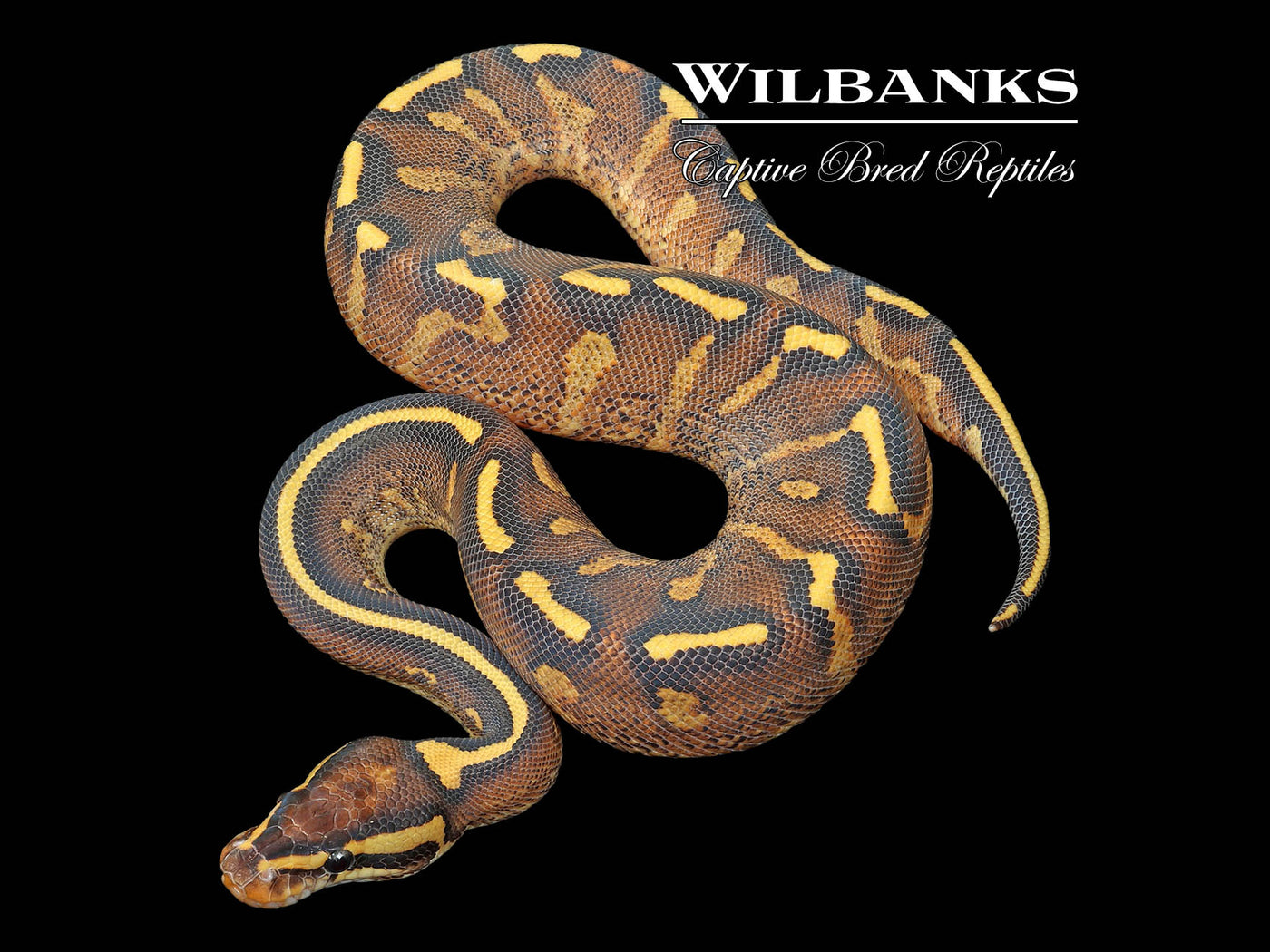 Super Gravel Ball Python ♂ '25