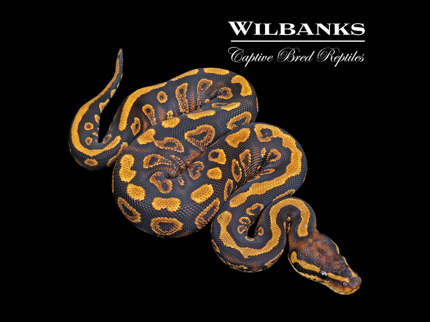 Stranger Yellow Belly Ball Python ♀ '25
