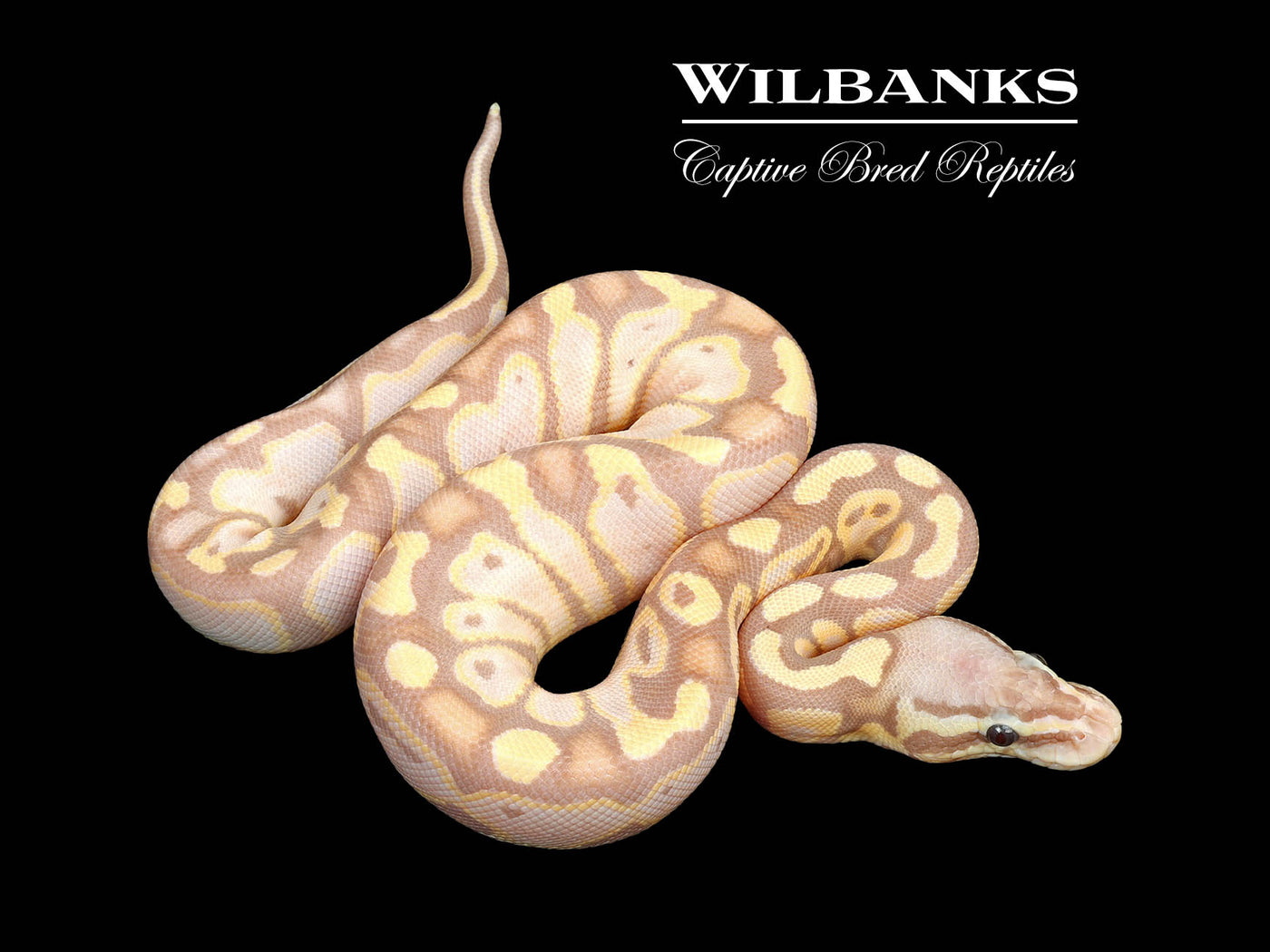 Banana Pastel 100% Het. Sunset Ball Python ♀ '25