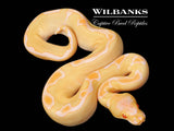 Albino Enchi Clown Ball Python ♂ '26