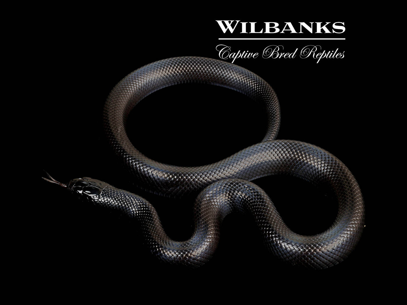 Mexican Black Kingsnake ♀ '24