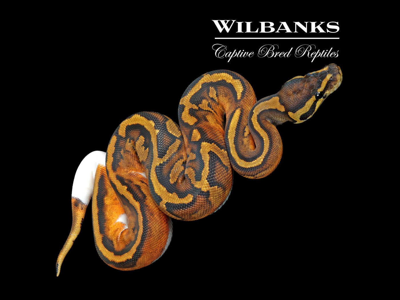 Pied Ball Python ♀ '25