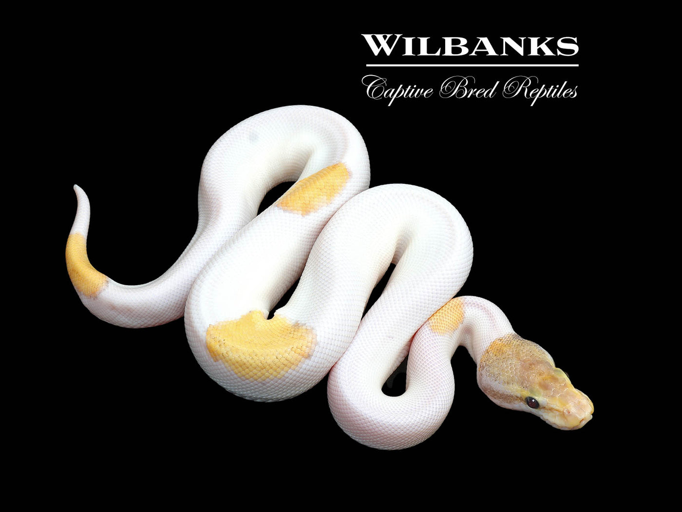 FireFly Mojave Pinstripe Pied Ball Python ♂ '25