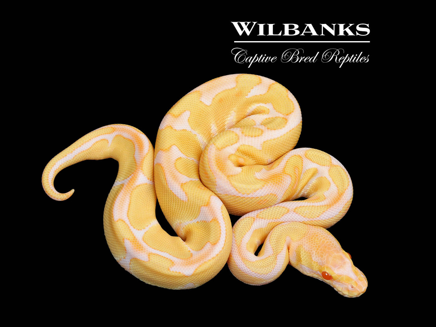 Albino Enchi Ball Python ♂ '25