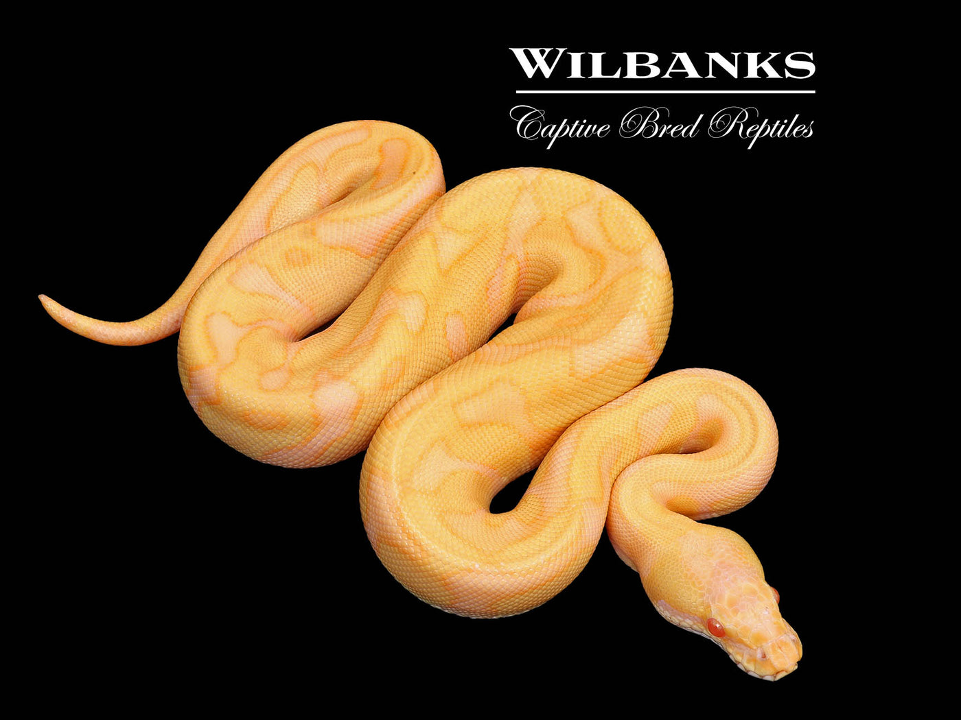 Albino Leopard Enchi Ball Python ♂ '25