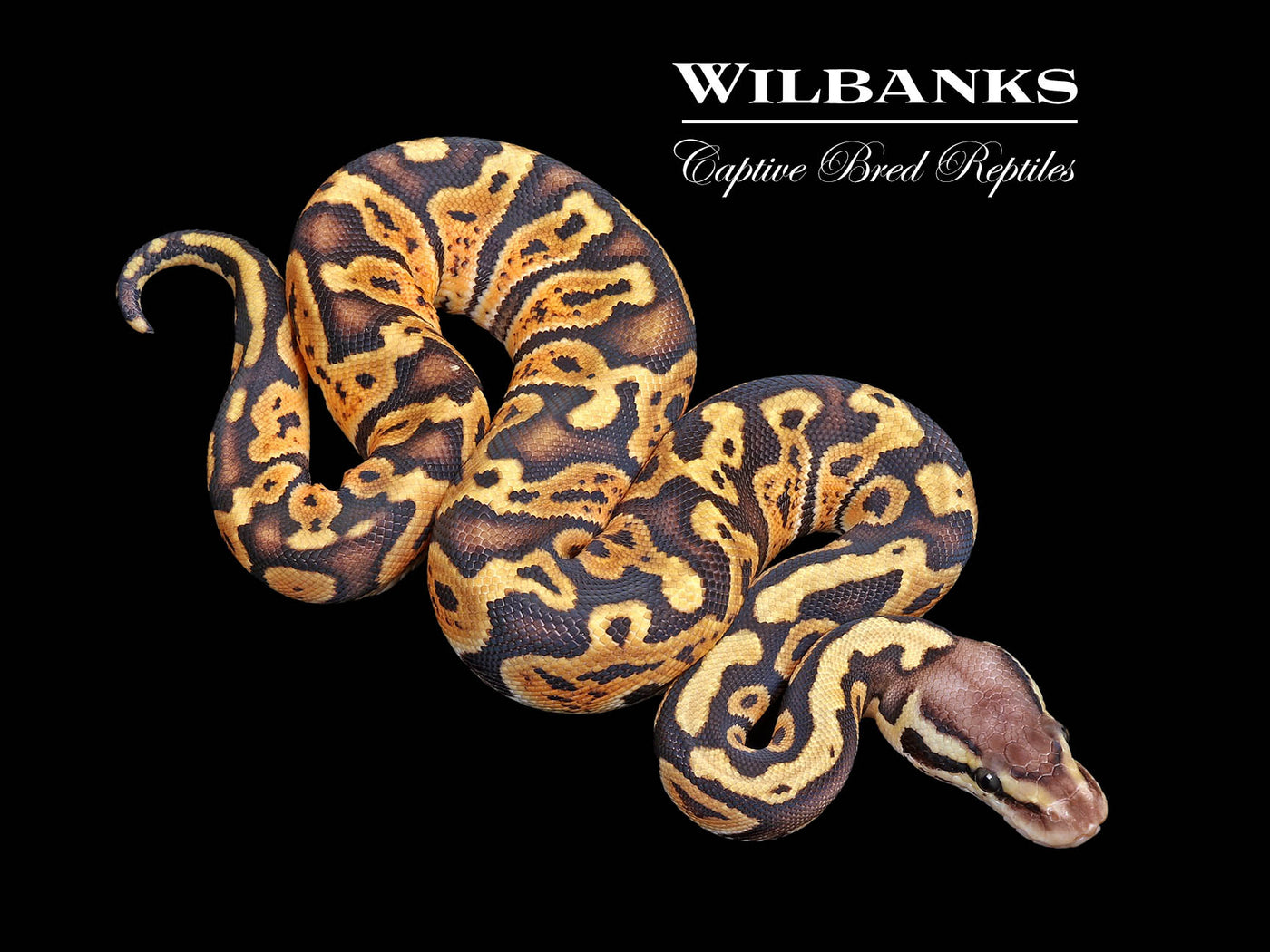 GHI Pastel 100% Het. Albino Ball Python ♀ '25