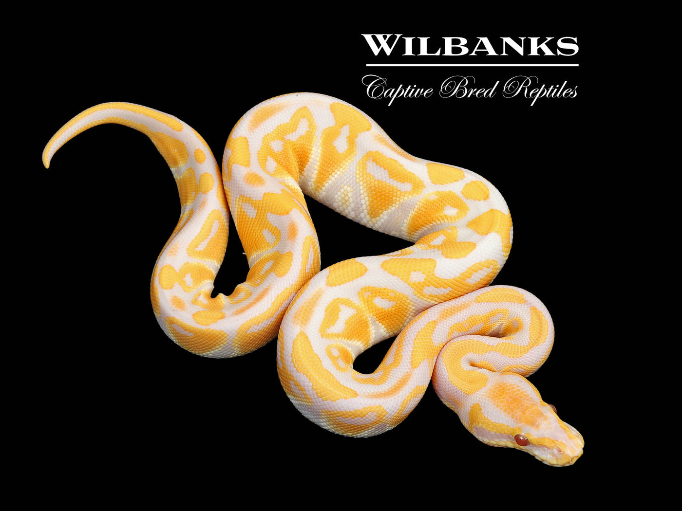 Lavender Albino PH Axanthic PH Orange Crush Ball Python ♂ '25