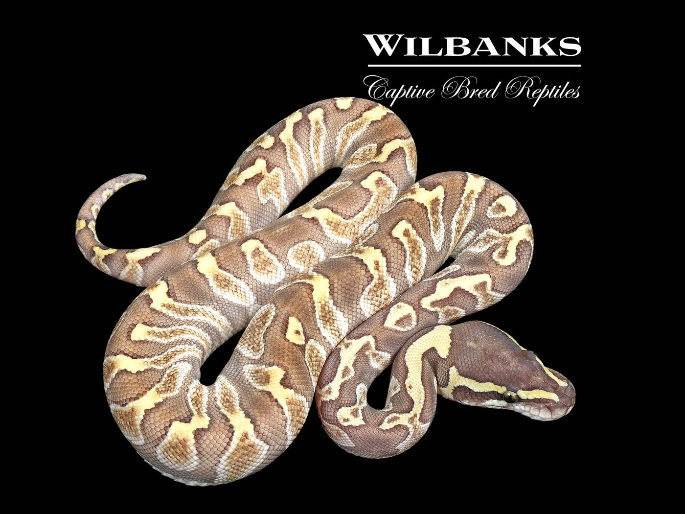 Butter GHI Enchi Ball Python ♀ '25