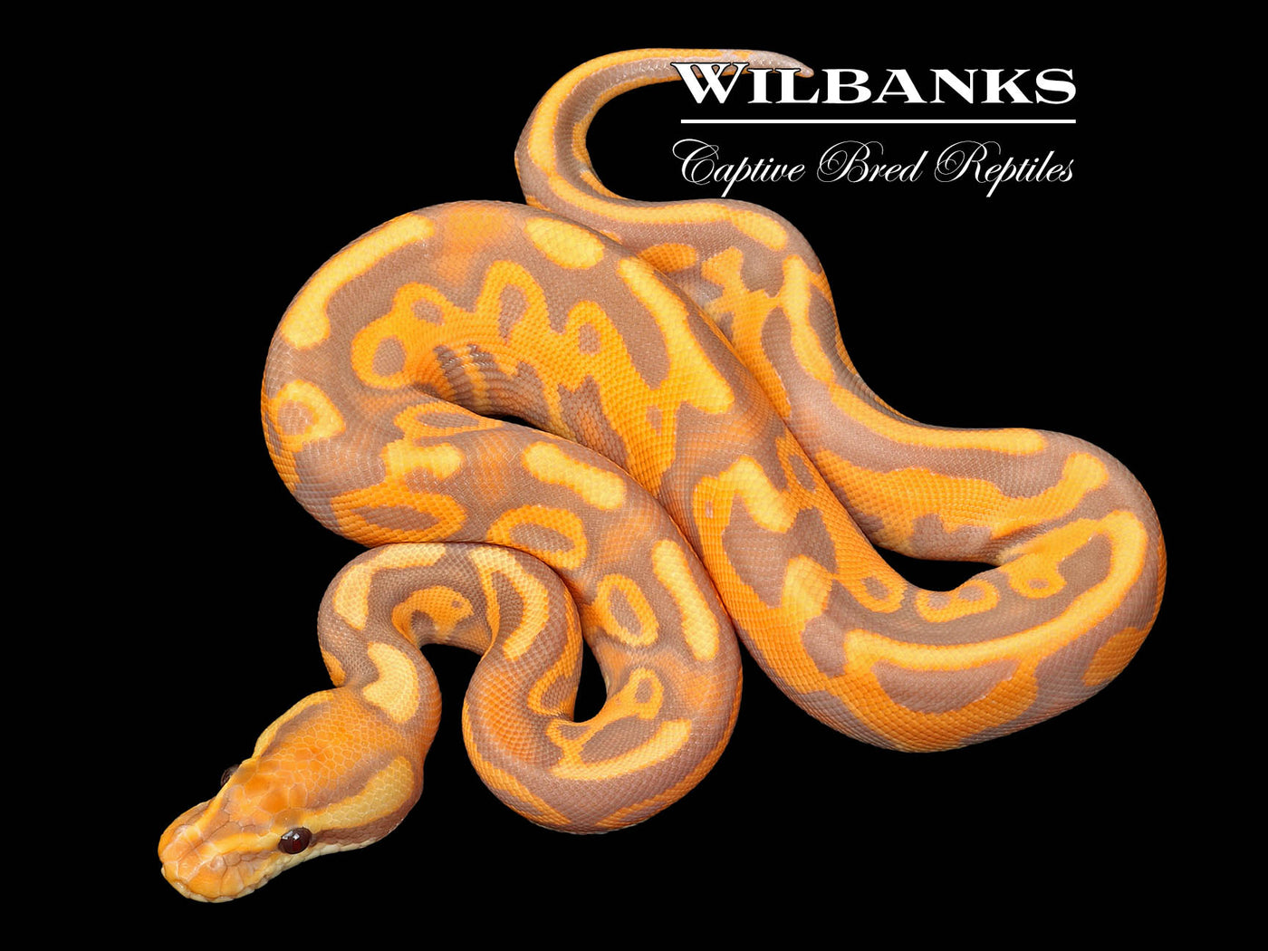 Banana Cinnamon Enchi Leopard Yellow Belly Ball Python ♂ '25