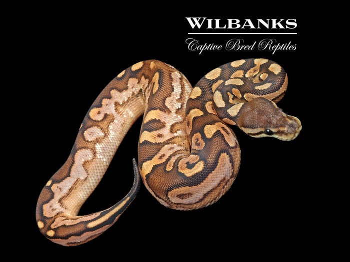 Cinnamon Sugar Ball Python ♀ '26