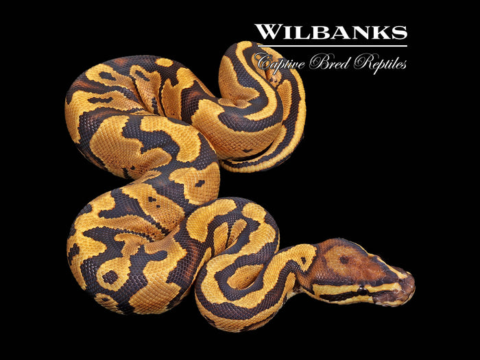 Fire Ball Python ♂ '26
