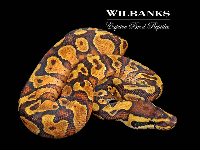 Enchi Yellow Belly Ball Python ♂ '26