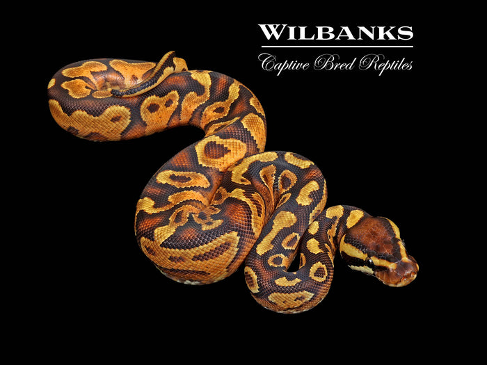 Enchi Yellow Belly Ball Python ♂ '26