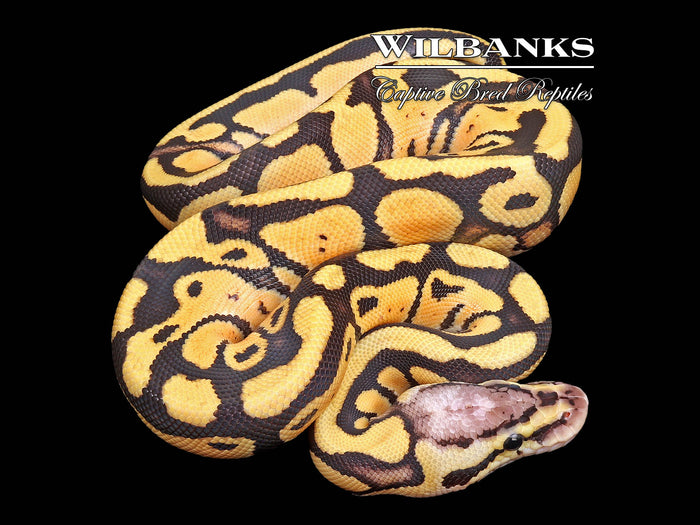 FireFly 100% Het. Clown Ball Python ♀ '26