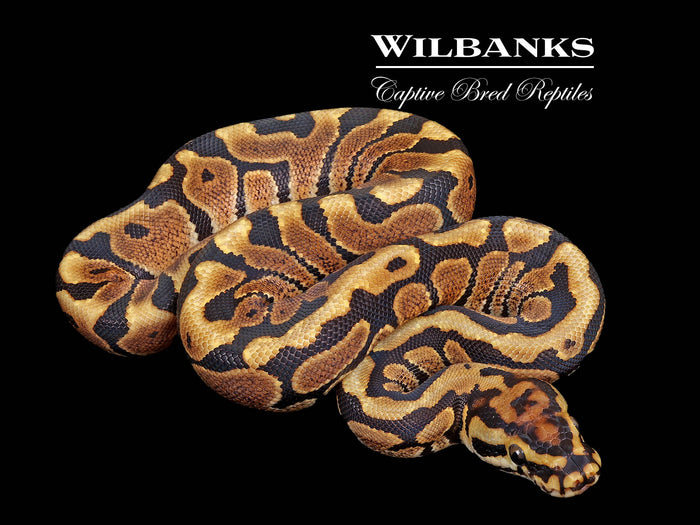 Spotnose 100% Het. Clown Ball Python ♂ '26