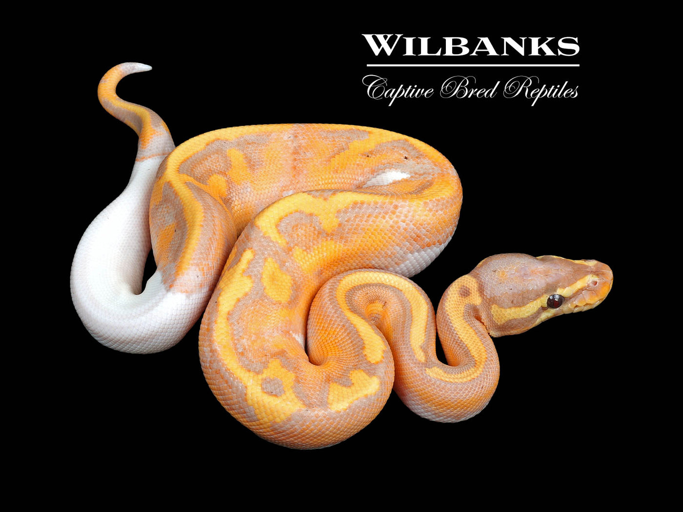 Banana Pied Ball Python ♂ '24