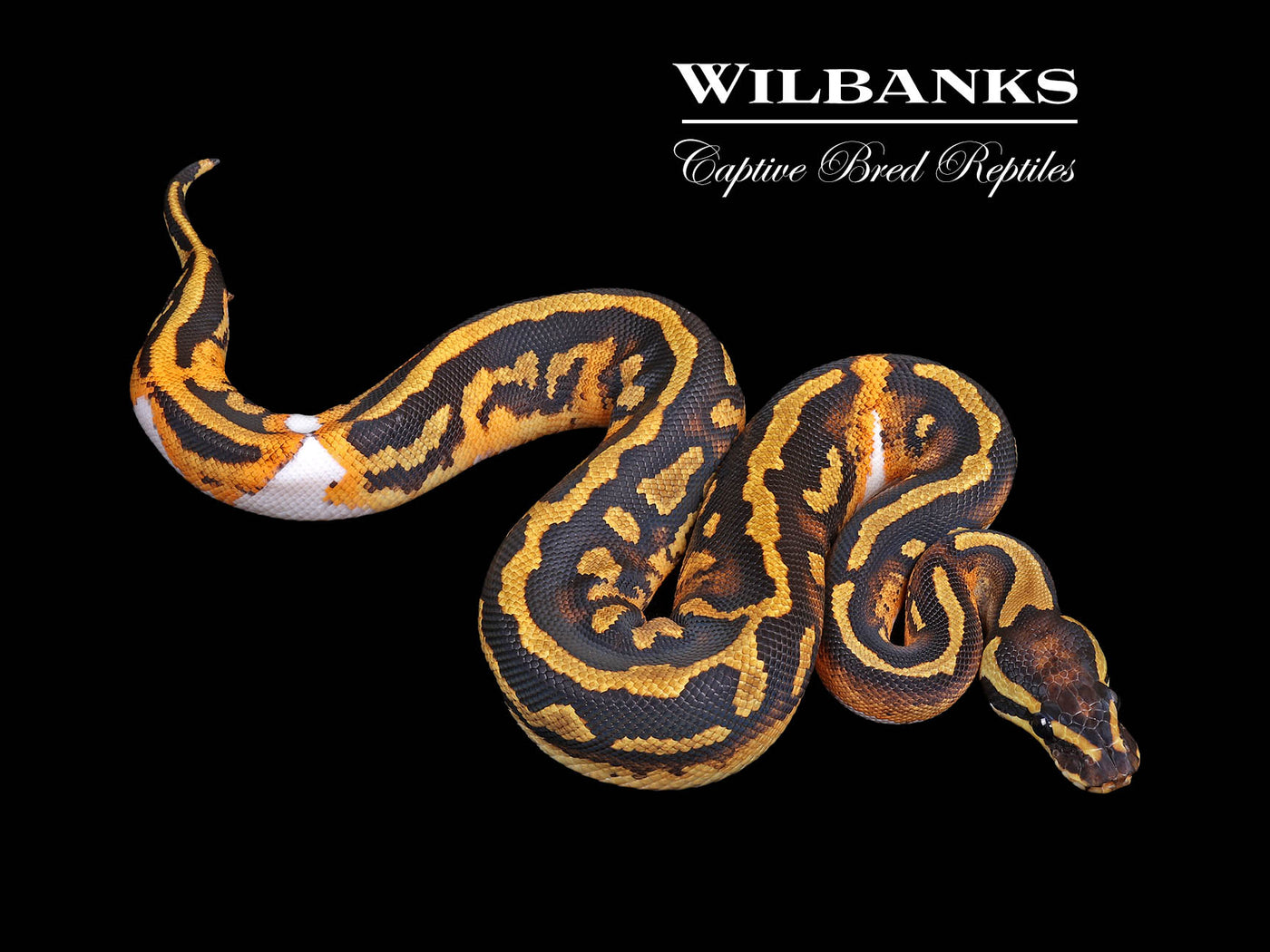 Spark Pied Ball Python ♀ '24