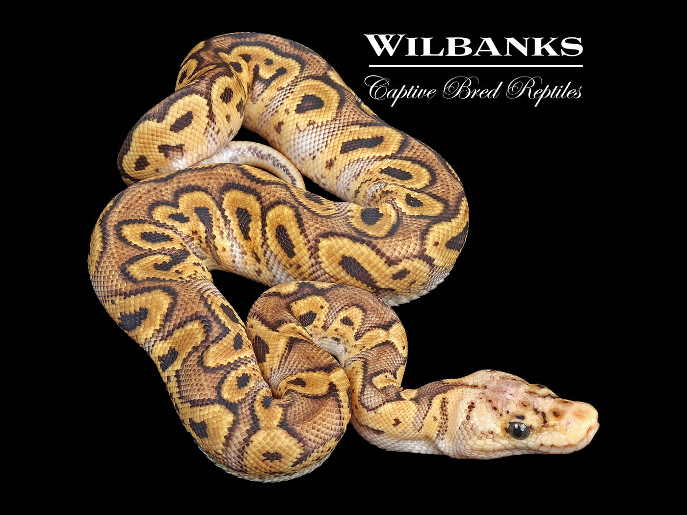 GHI Pastel Clown Ball Python ♂ '24