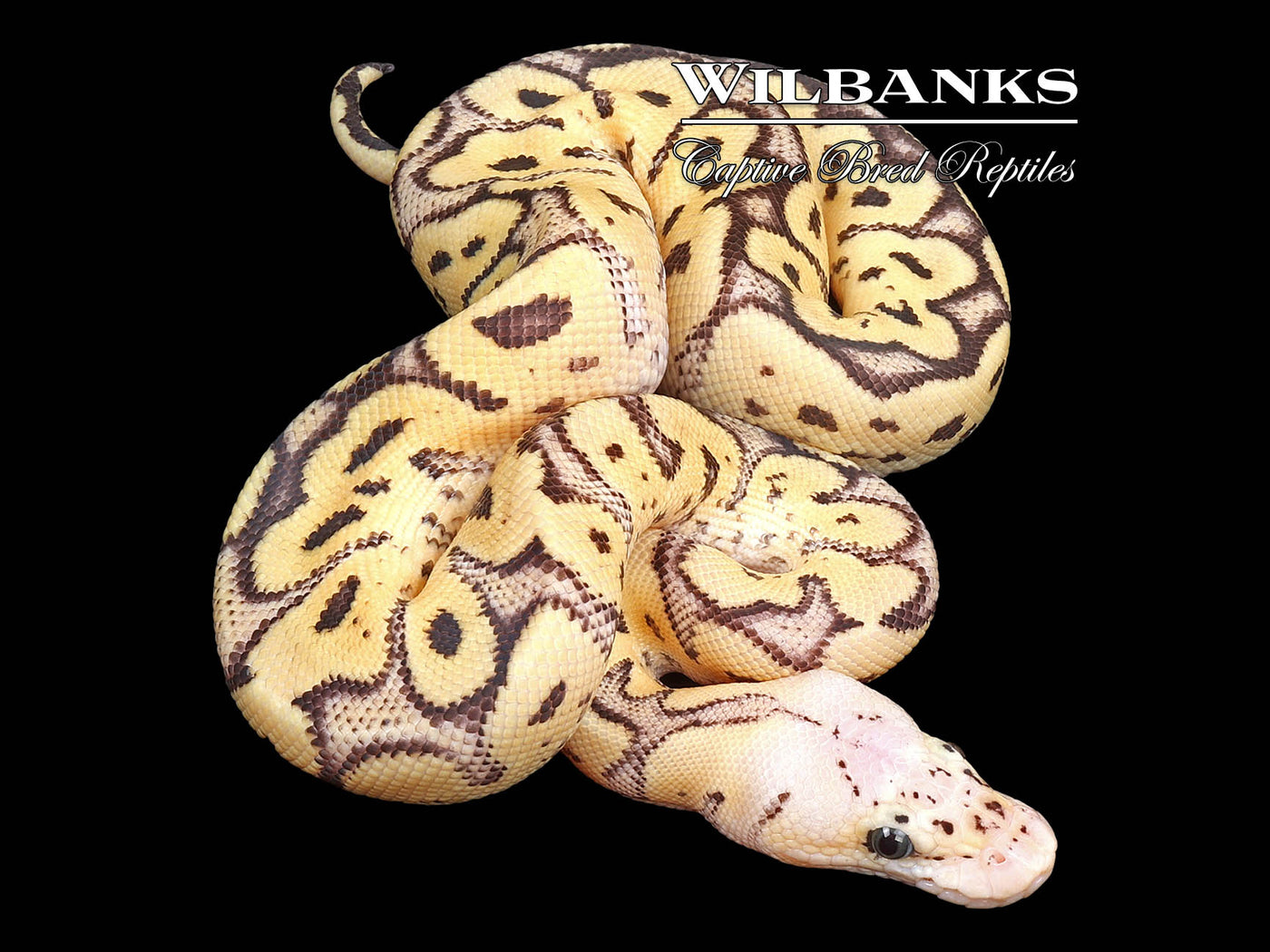 GHI FireFly Clown Ball Python ♀ '24