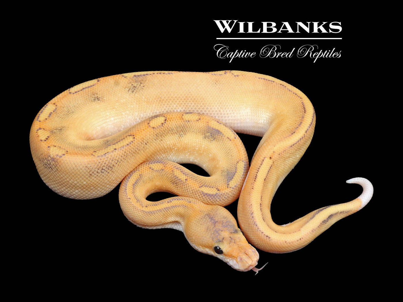 Fire Champ Crusher Ball Python ♂ '24