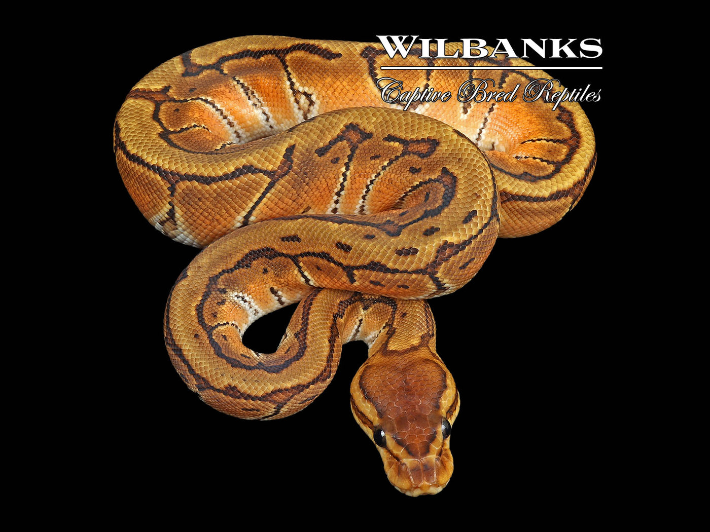 Orange Dream Pinstripe 100% Het. Orange Crush Ball Python ♂ '24