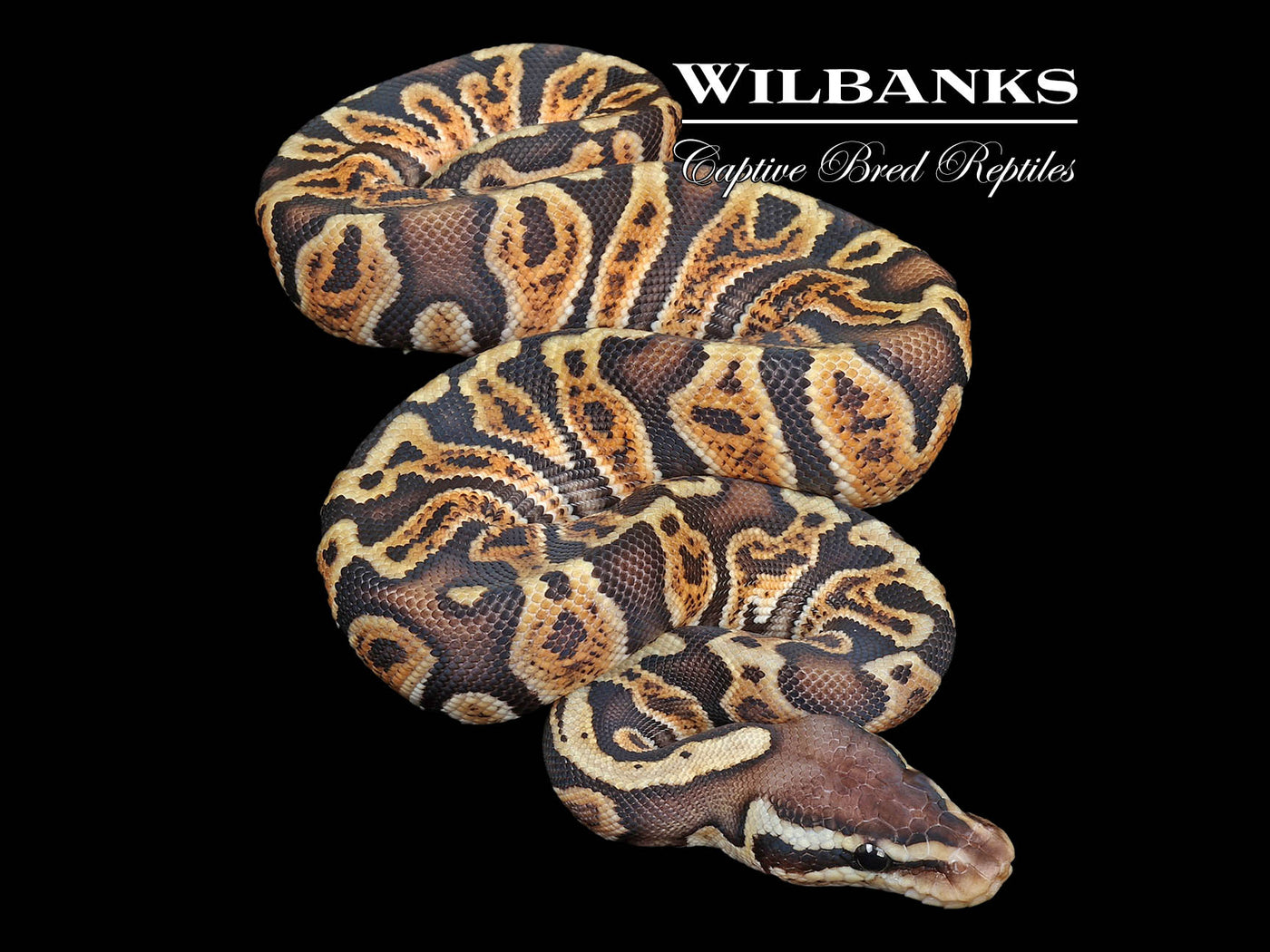 Pastel GHI Russo Ball Python ♀ '24