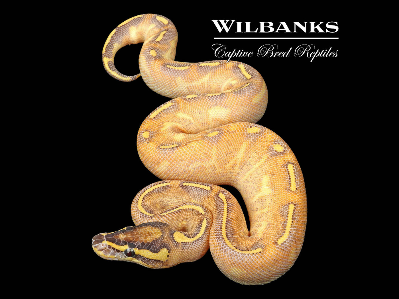 Fire Enchi Highway Ball Python ♂ '24