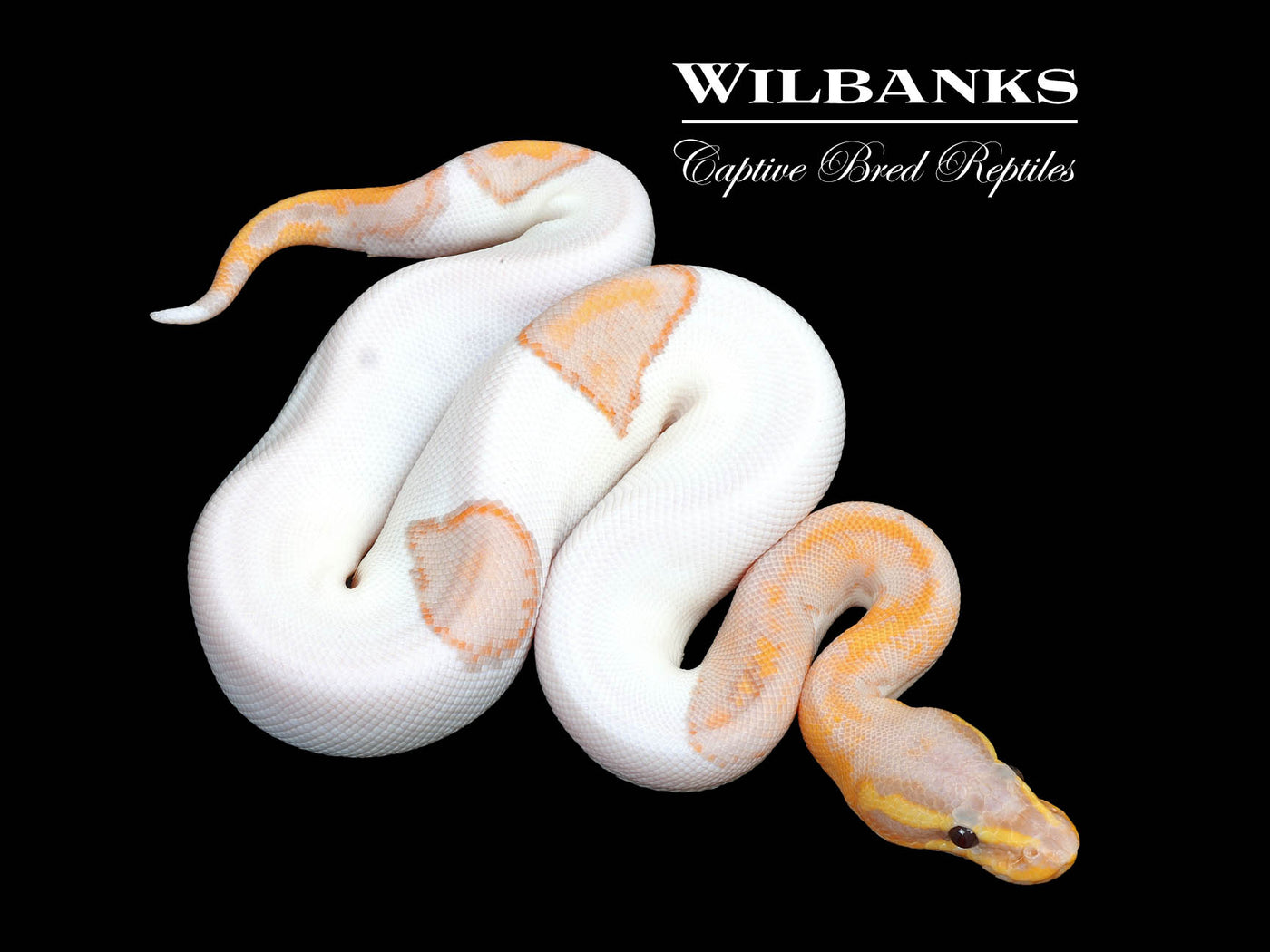 Banana Mahogany Pied Ball Python ♂ '25