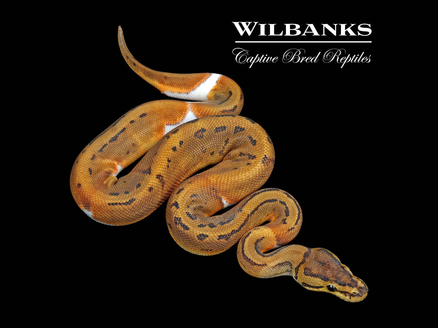 Pinstripe Pied Ball Python ♂ '25