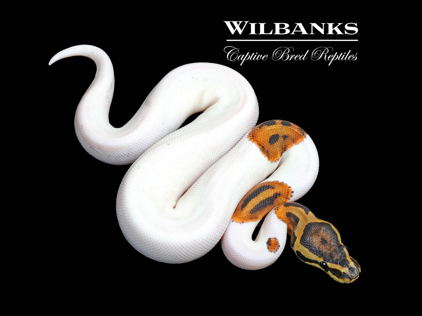 Pied Ball Python ♀ '25