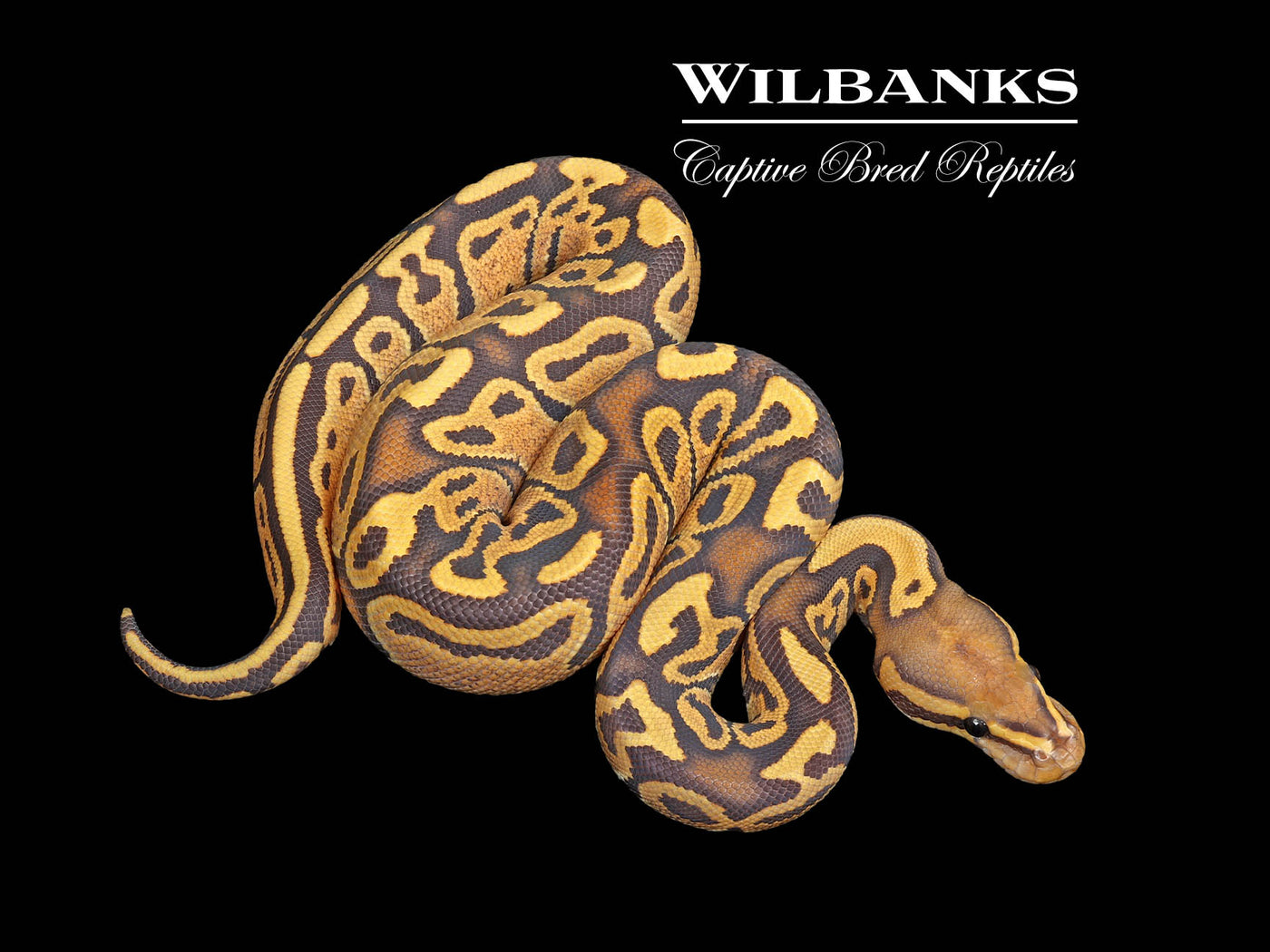 Fire Orange Crush Ball Python ♂ '25