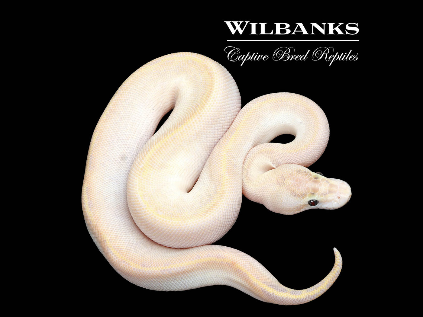 Ivory Ball Python ♂ '25