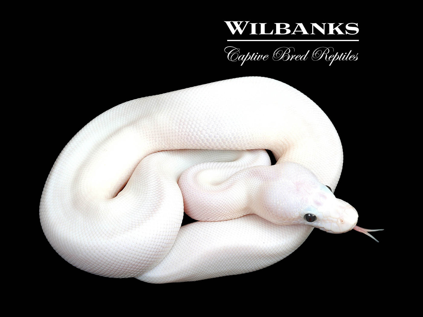 Super Fire Ball Python ♀ '25