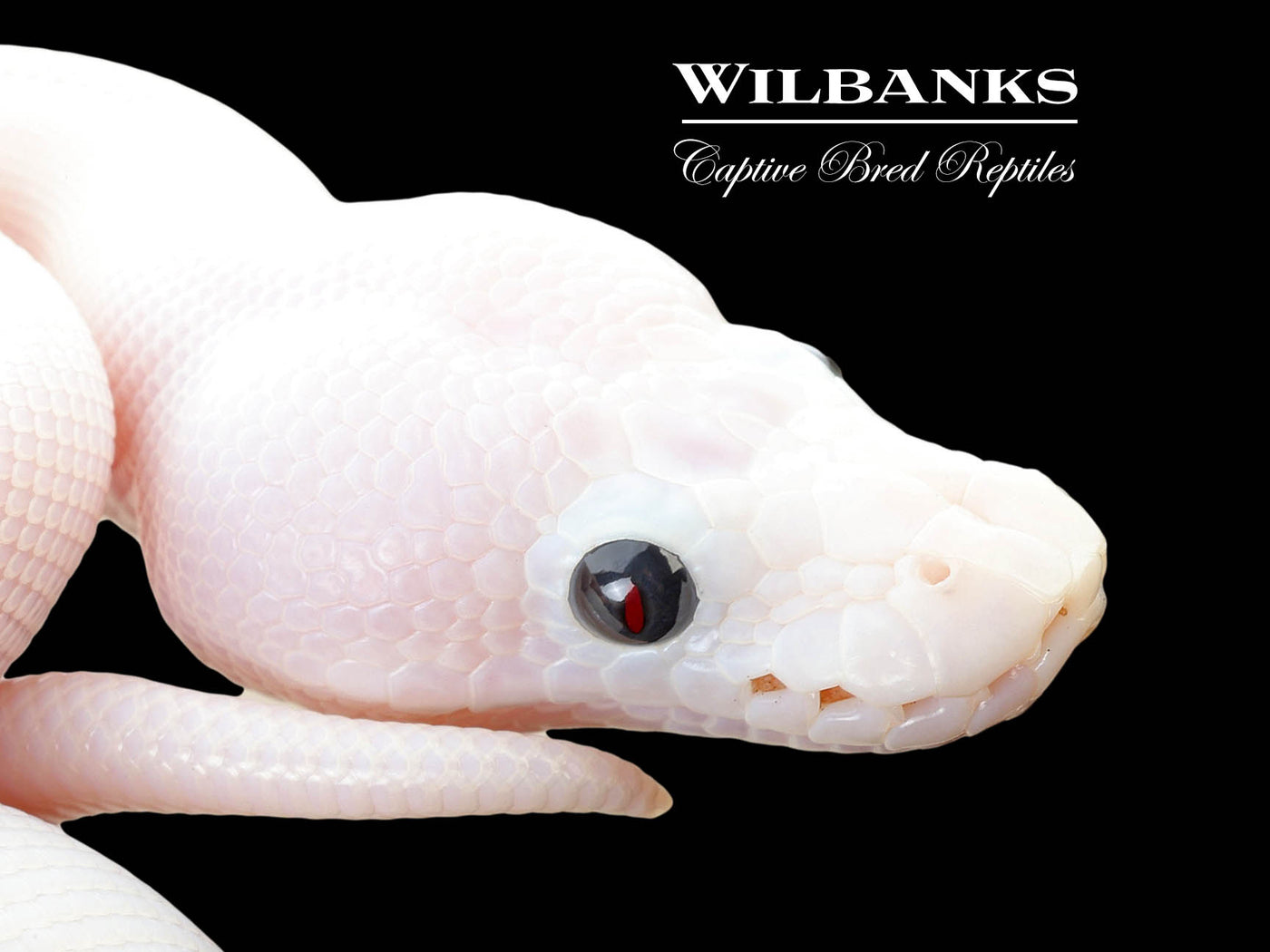 Super Fire Ball Python ♀ '25
