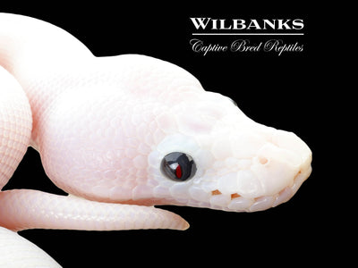 Super Fire Ball Python ♀ '25