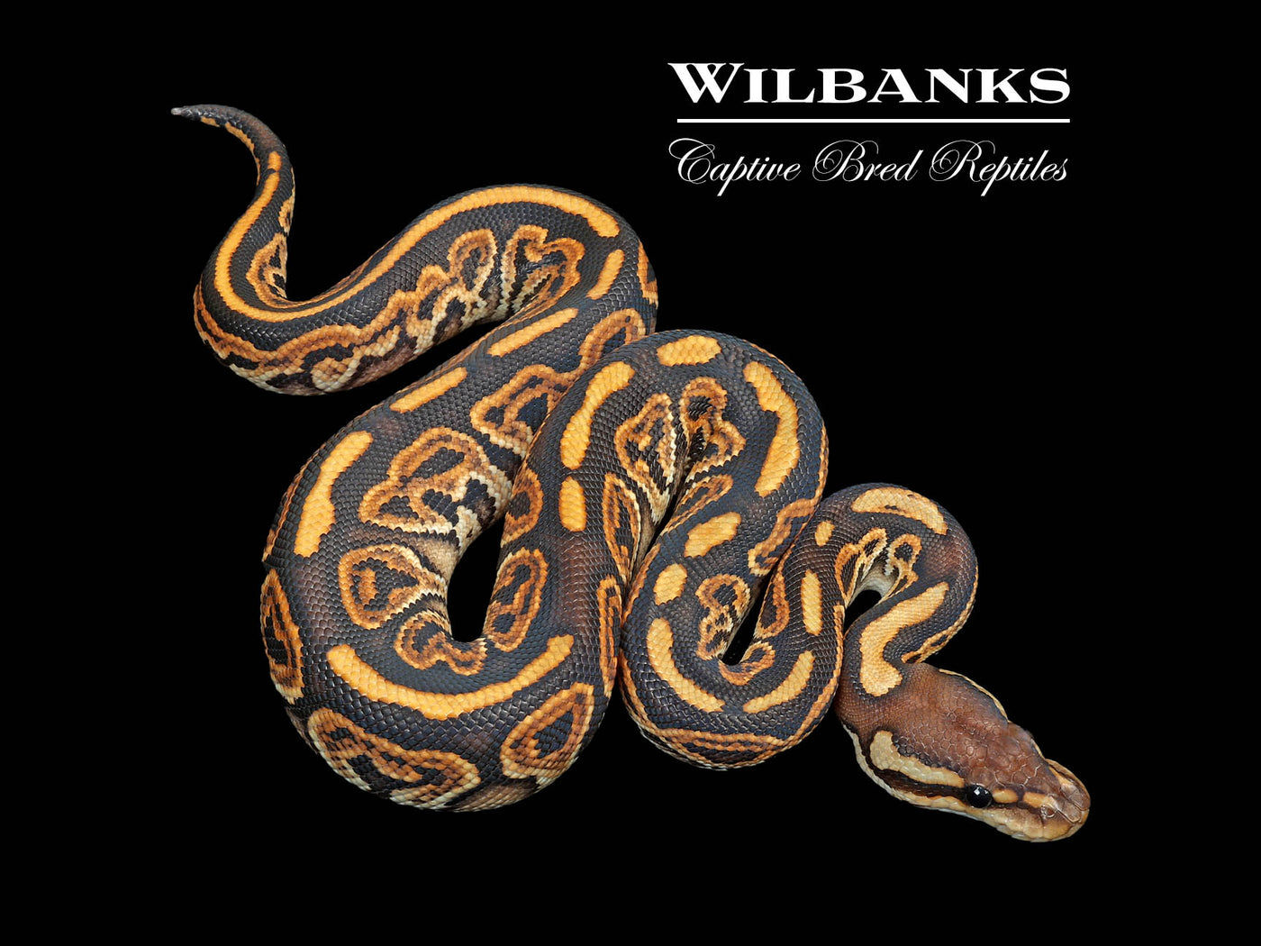 Special Black Pastel Ball Python ♂ '25