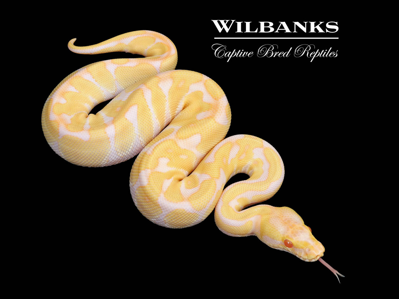 Pastel Albino Enchi Ball Python ♂ '25