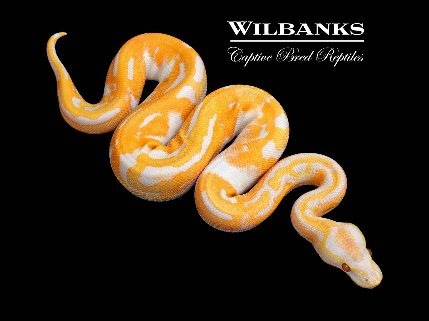 Blackhead Dreamsicle Ball Python ♂ '25