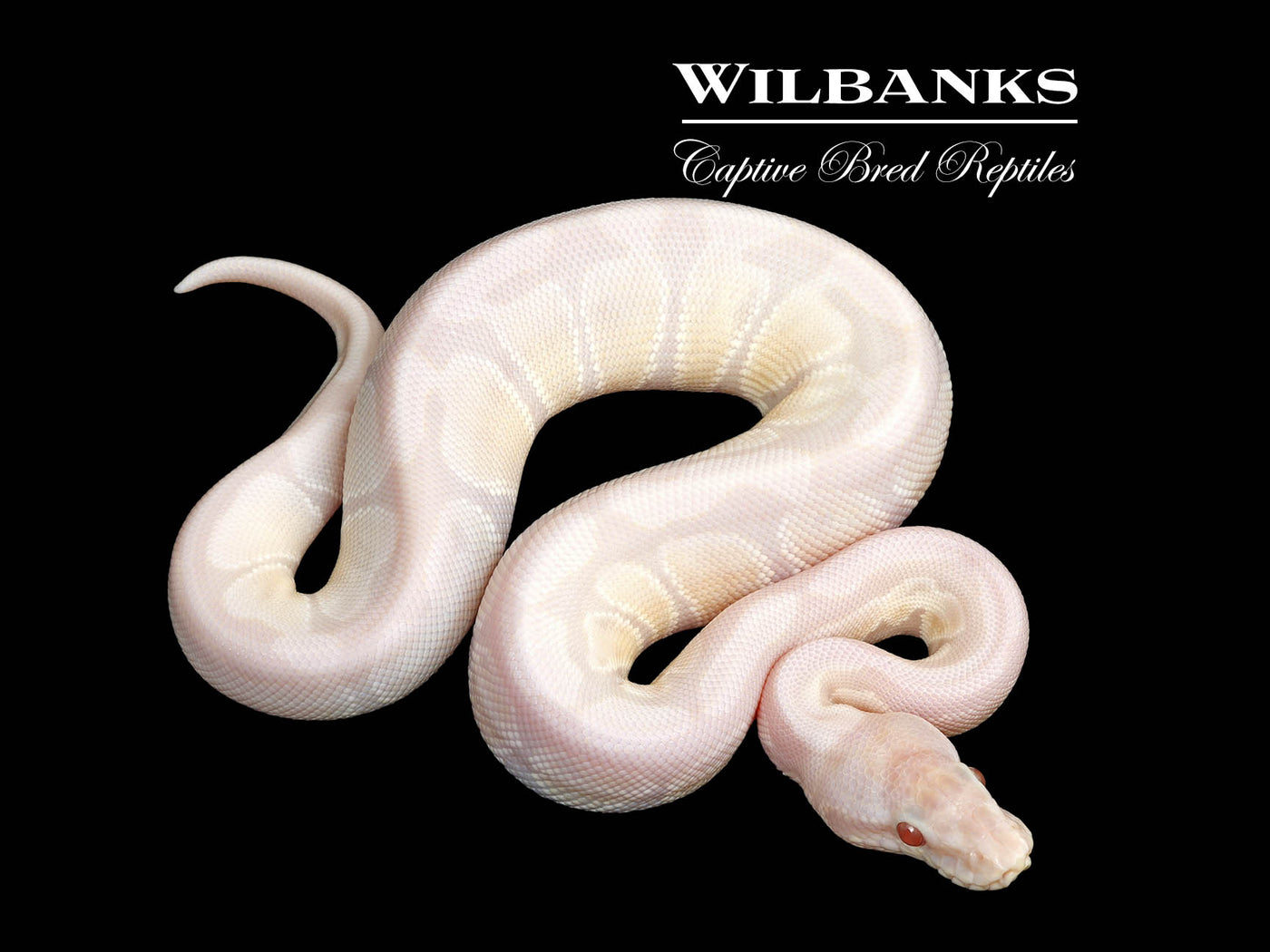 Lavender Snow Ball Python ♂ '25