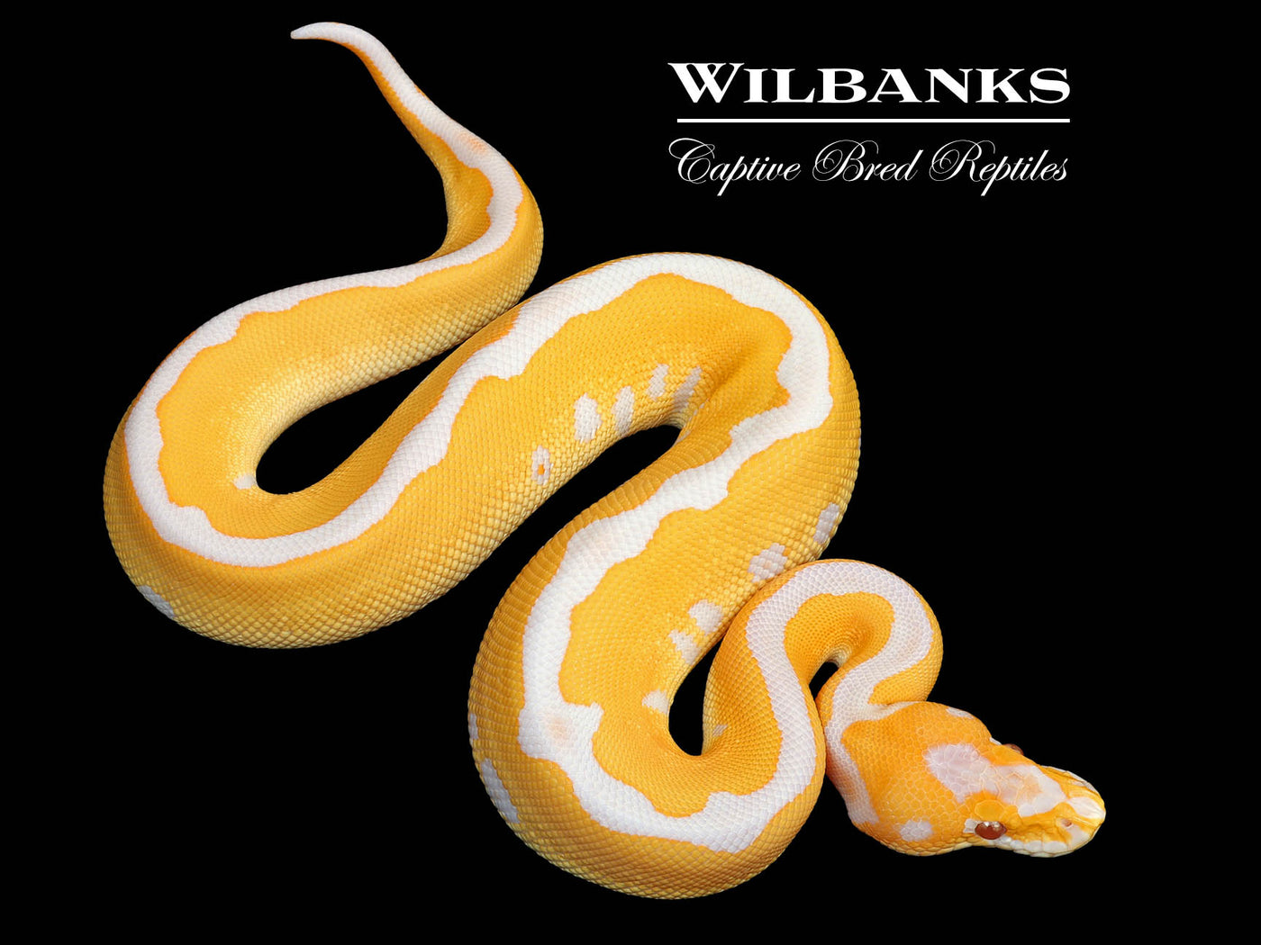 Lavender Leopard Clown Grail Ball Python ♂ '25