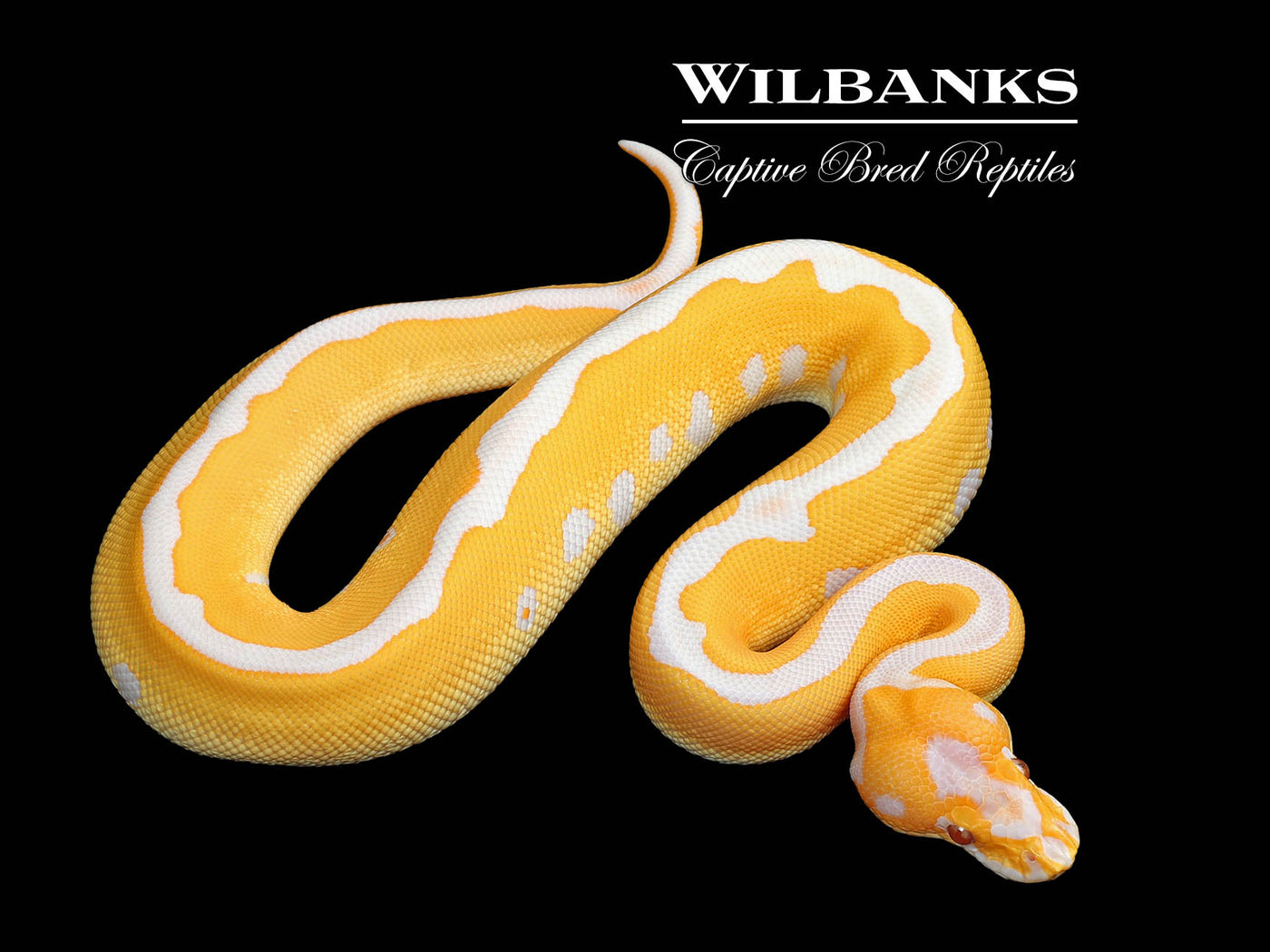 Lavender Leopard Clown Grail Ball Python ♂ '25