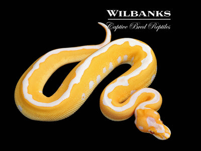 Lavender Leopard Clown Grail Ball Python ♂ '25