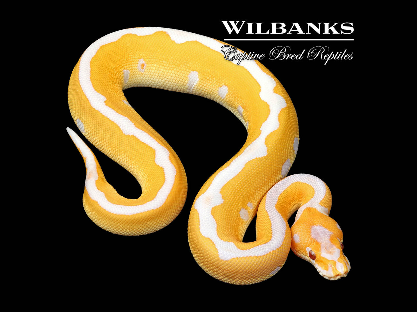 Lavender Leopard Clown Grail Ball Python ♂ '25