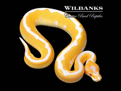 Lavender Leopard Clown Grail Ball Python ♂ '25