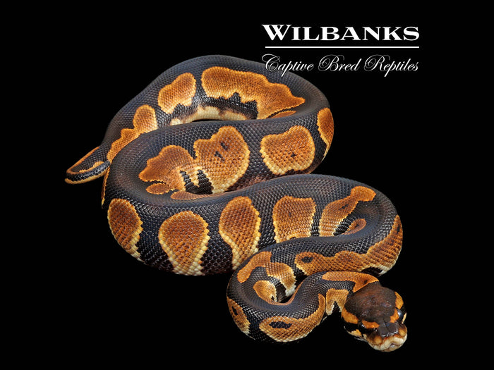 Blackhead Sugar 100% Het. Clown Ball Python ♂ '26