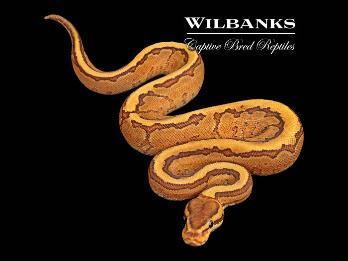 Fire Pinstripe Yellow Belly Ball Python ♀ '26
