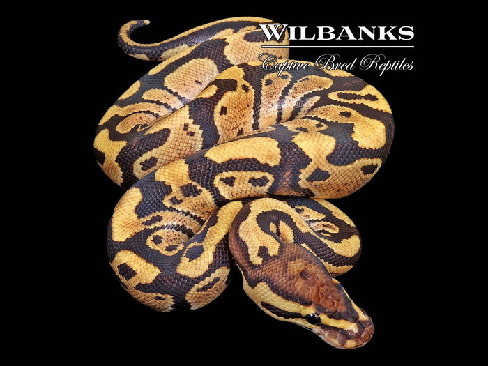 Fire Ball Python ♂ '26