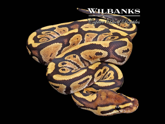 Fire Ball Python ♀ '26