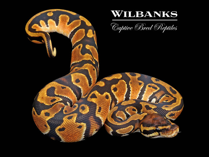 Orange Dream 100% DH Lavender Pied Ball Python ♀ '26
