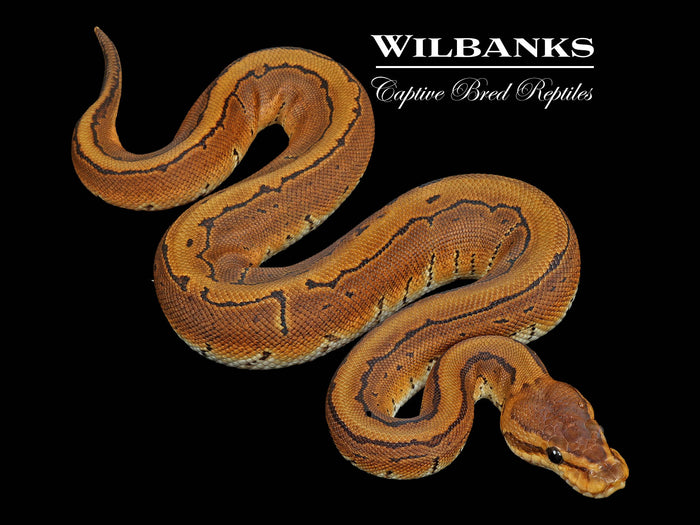 Pinstripe Ball Python ♀ '26